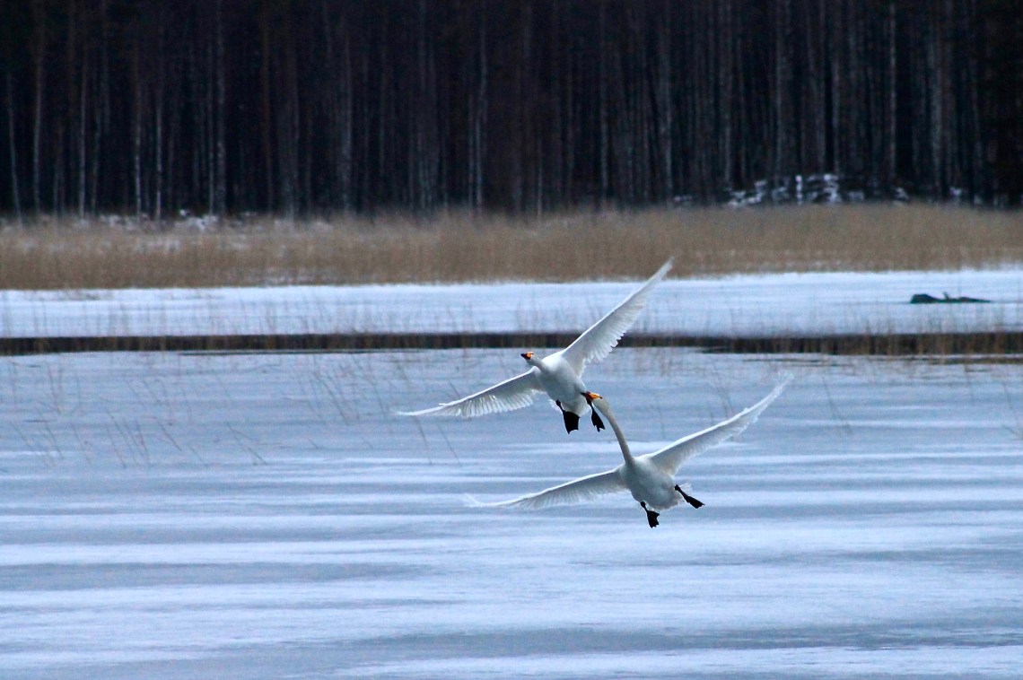 lentävä-laulujoutsenpari