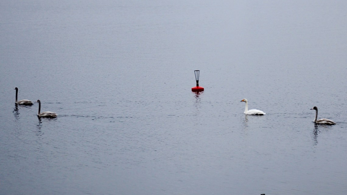 laulujoutsen-poikaset